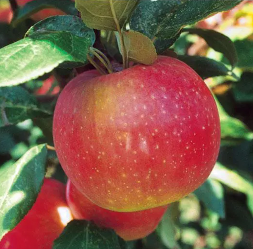 Apple, Zestar - 7 gal.