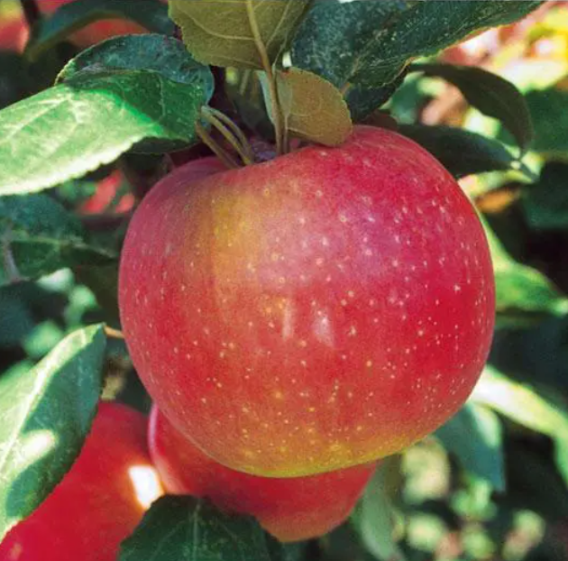 Apple, Zestar - 7 gal.