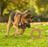 Dogginstix Lamb Collagen - Cosmic Donut Dog Chew
