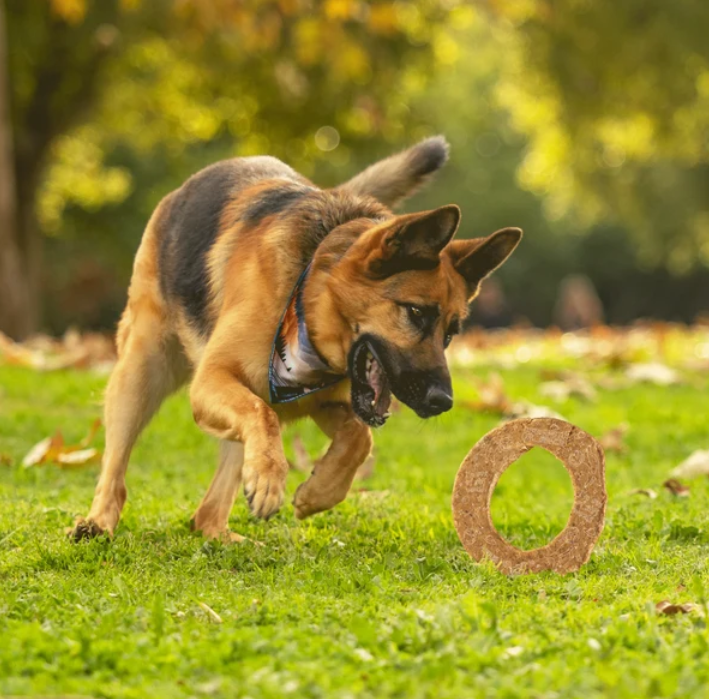 Dogginstix Lamb Collagen - Cosmic Donut Dog Chew