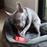 Redbarn Grab-A-Bull Chew & Treat Holder