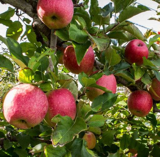 Apple, Pink Lady, 7 gal. (5-7 ft)