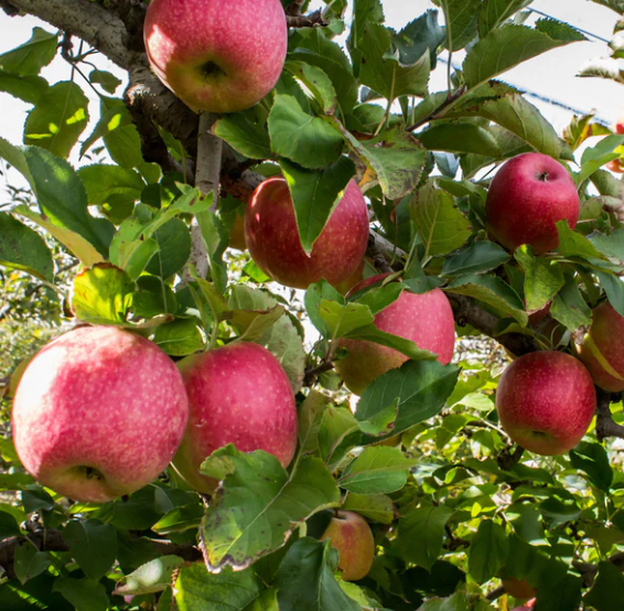 Apple, Pink Lady, 7 gal. (5-7 ft)
