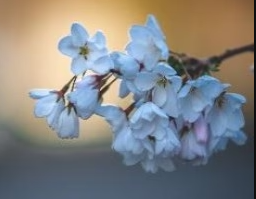 Cherry, Black Pearl Sweet Cherry Tree, 7 gal