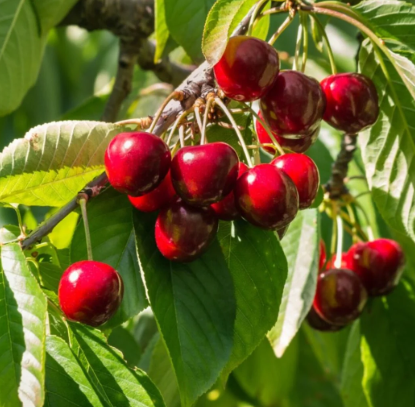 Cherry, Stella - Sweet Cherry, 7 gal (5-7 ft)