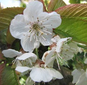 Cherry, Meteor Tart Dwarf Cherry Tree, 7 gal (5-6 ft)