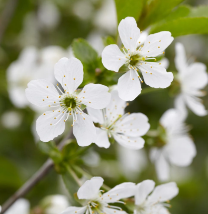 Cherry, Montmorency - Tart Cherry, 7 gal (5-6 ft)