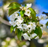 Cherry, North Star Tart Cherry, 7 gal (5-7 ft)