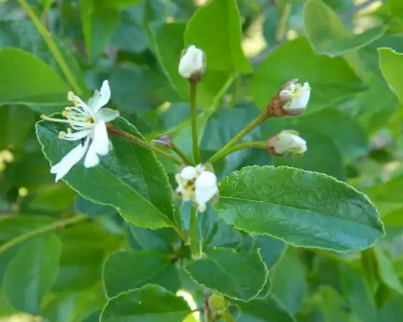 Cherry, Crimson Passion Tart Cherry Tree, 5 gal (30-36 in)