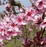 NectaPlum, Spice Zee NectaPlum, 7 gal (30-36 in)