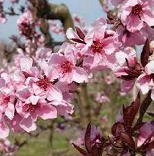 NectaPlum, Spice Zee NectaPlum, 7 gal (30-36 in)