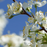 Plum, Elephant Heart - Japanese Plum, 7 gal (5-7 ft)