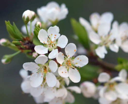 Plum, Santa Rosa - Japanese Plum, 7 gal. (5-7 ft)