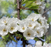 Pear, D'Anjou Pear - European Pear, 7 gal (5-6 ft)