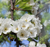 Pear, Dwarf Moonglow - European Pear, 7 gal. (5-6 ft)