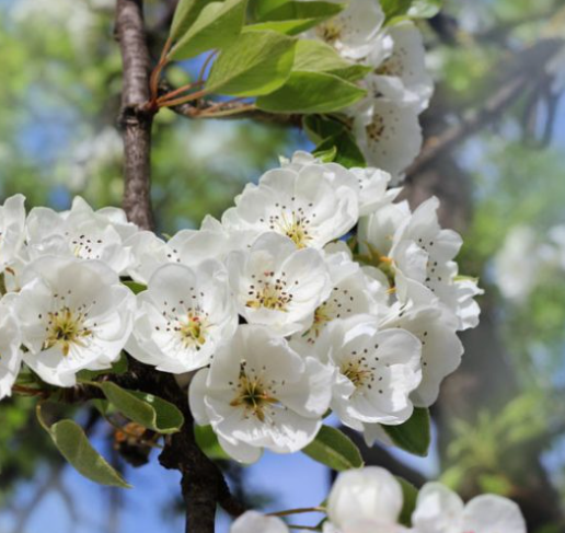 Pear, Dwarf Moonglow - European Pear, 7 gal. (5-6 ft)
