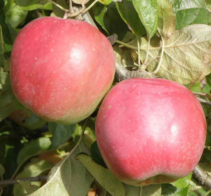 Apple, Northern Spy Semi-Dwarf, 7 gal (5-7 ft)