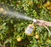 Arber Organic Insecticide for Tomato & Vegetable, 16oz Ready-To-Spray Hose End