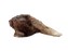 Bones & Co. Freeze Dried Duck Head Dog Treat
