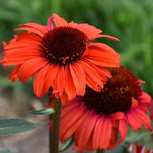 Coneflower, Eye-catcher™ Tanager Echinacea
