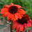 Coneflower, Eye-catcher™ Tanager Echinacea