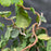 Corylus avellana 'Contorta'  - Contorted Filbert, Harry Lauder’s Walking Stick