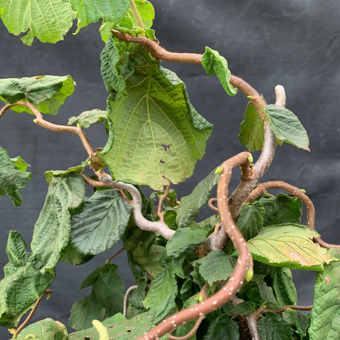 Contorted Filbert Fall Color Corylus avellana 'Contorta' - Contorted Filbert, Harry Lauder’s Walkin ...