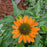 Coneflower, Adobe Orange Improved (Sombrero Adobe) Echinacea