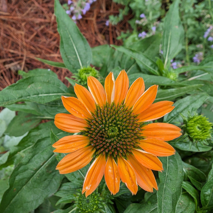 Coneflower, Adobe Orange Improved (Sombrero Adobe) Echinacea