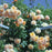 Rose, Garden Sun Climbing Rose