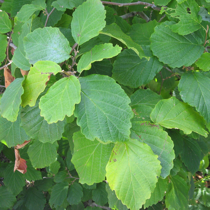 Witch Hazel, Harvest Moon Witch Hazel