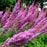 Astilbe, Purple Candles Astilbe
