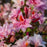 Azalea, First Editions Electric Lights Double Pink Azalea