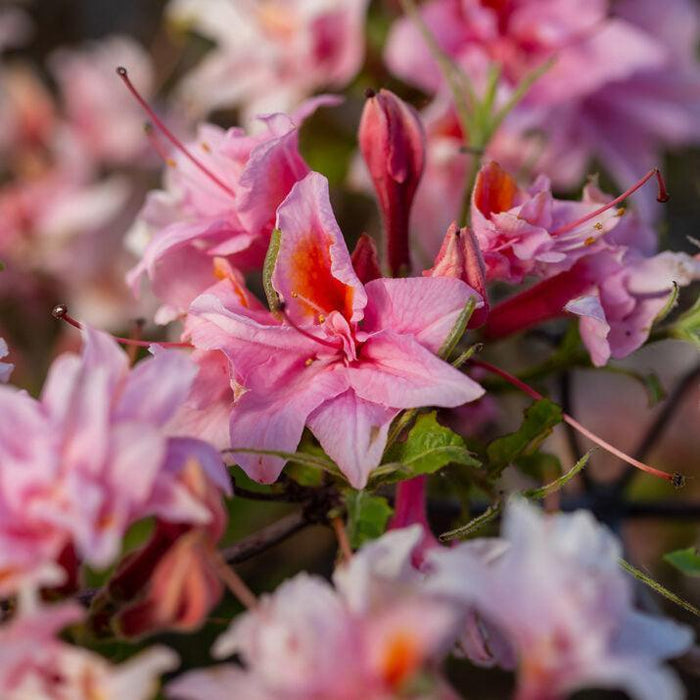 Azalea, First Editions Electric Lights Double Pink Azalea