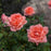 Rose, Sweet Fragrance Hybrid Tea Rose