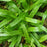Sedge, Seersucker Sedge