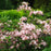 Azalea, Pinxterbloom Azalea