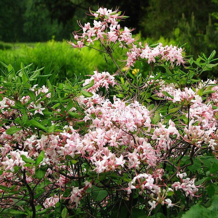 Azalea, Pinxterbloom Azalea