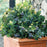 Vaccinium corymbosum 'ZF06-043'  - Peach Sorbet® Blueberry