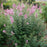 Syringa x 'SMNSPH' USPP 35,93  - Bloomerang® Ballet™ Lilac