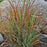 Grass, Prairie Winds® Cheyenne Sky Switch Grass