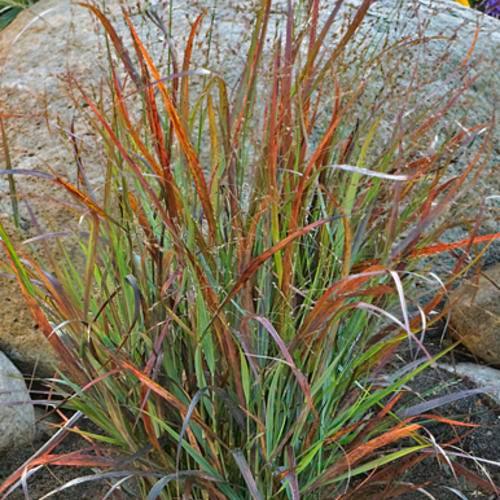 Grass, Prairie Winds® Cheyenne Sky Switch Grass