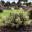 Honeysuckle, Cool Splash® Honeysuckle