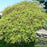Maple, Waterfall Japanese Maple