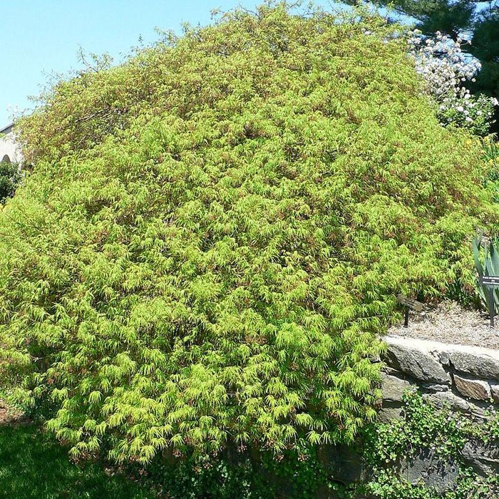 Maple, Waterfall Japanese Maple