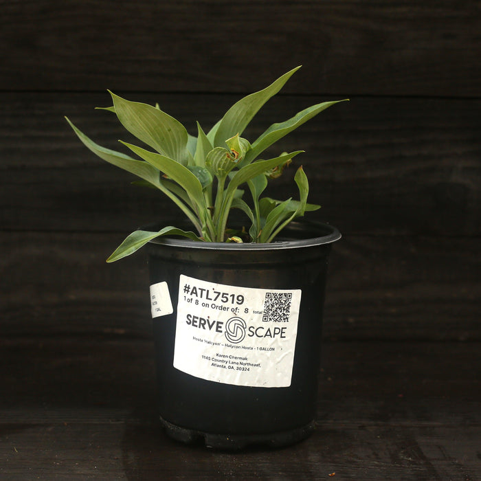 Hosta, Halcyon Hosta