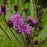 Vernonia noveboracensis  - New York Ironweed