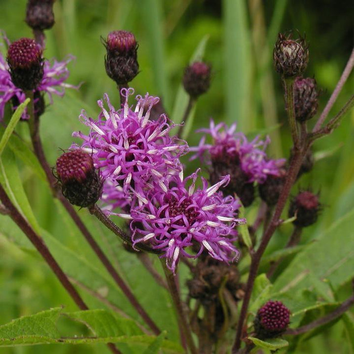 Vernonia noveboracensis  - New York Ironweed