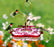 Square Hummingbird Feeder