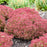 Sedum 'Pride And Joy'  - Rock 'N Grow® Pride And Joy Stonecrop